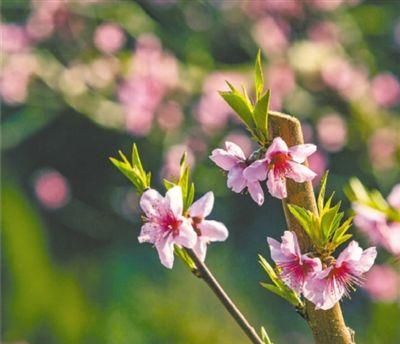 迎春花开,迎春花开原唱图1