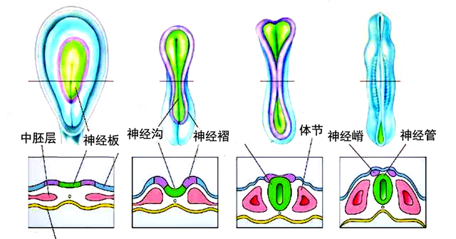 脊椎动物神经嵴的形成方式,脊椎动物神经系统的发育过程图1