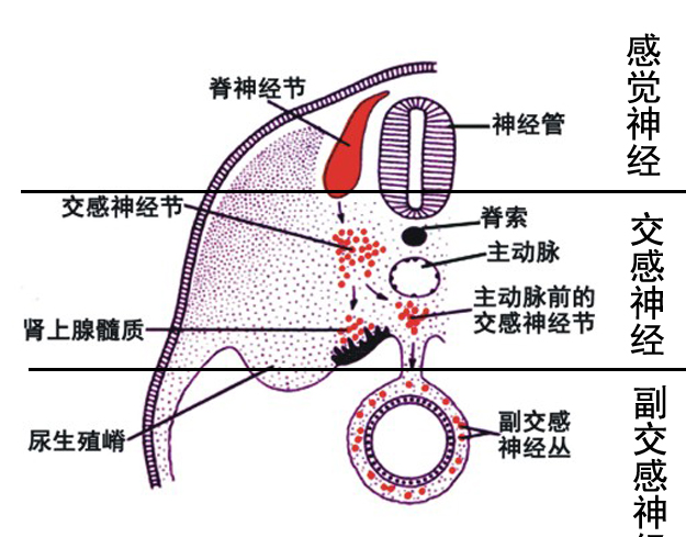 脊椎动物神经嵴的形成方式,脊椎动物神经系统的发育过程图2