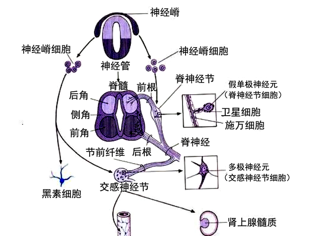 脊椎动物神经嵴的形成方式,脊椎动物神经系统的发育过程图3