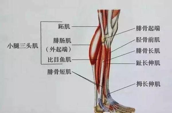 小腿粗的主要原因是什么图2