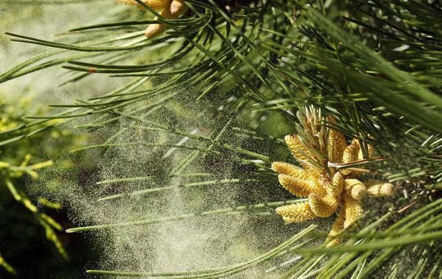 中药松香是松花粉吗,松香松花粉图4