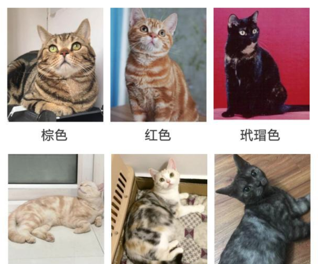 银白色标准虎斑猫多少钱(纯种美短加白与虎斑区别)图12