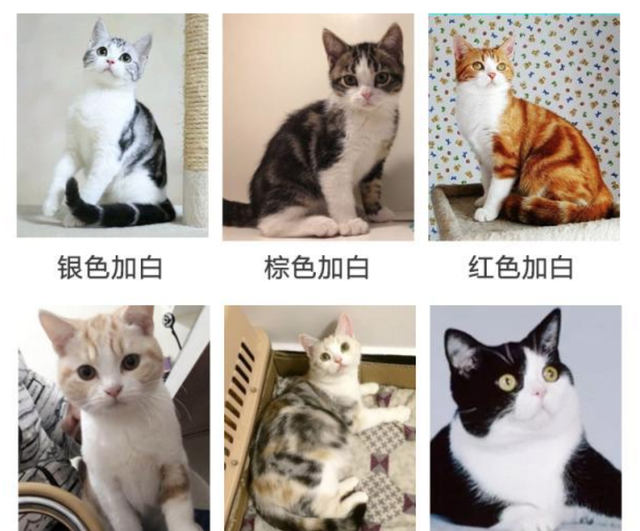 银白色标准虎斑猫多少钱(纯种美短加白与虎斑区别)图13