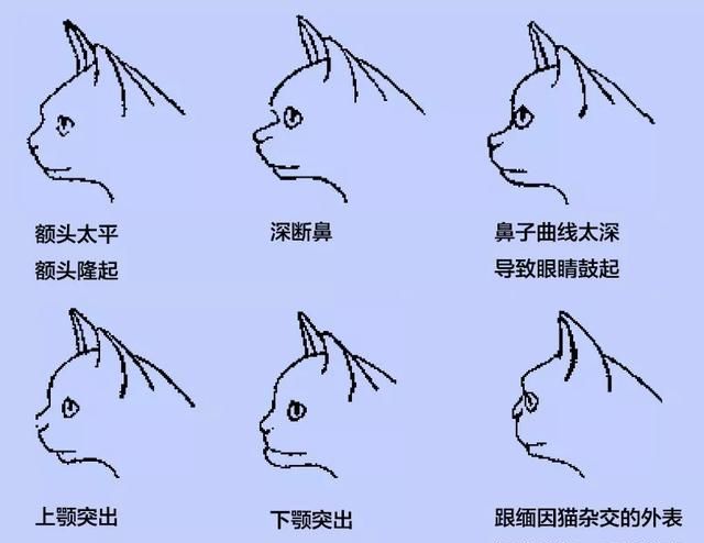 银白色标准虎斑猫多少钱(纯种美短加白与虎斑区别)图16