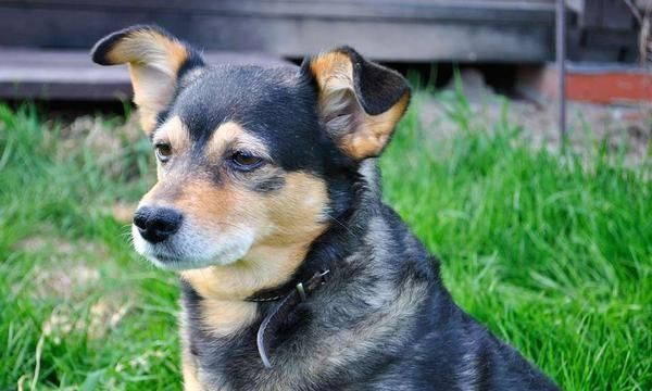 被宠物狗舔伤口会传染狂犬病吗,被狗舔到了伤口会不会感染狂犬病图2