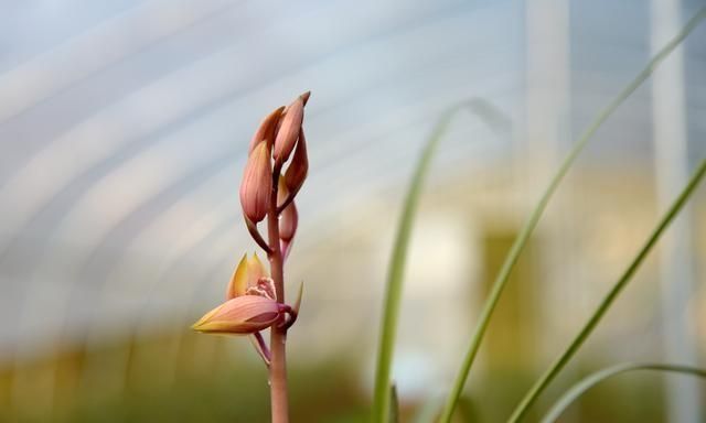 种植兰花需要办什么证(兰花怎么栽培才能活得更好)图4