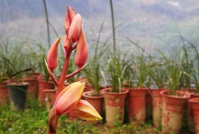 种植兰花需要办什么证(兰花怎么栽培才能活得更好)图6