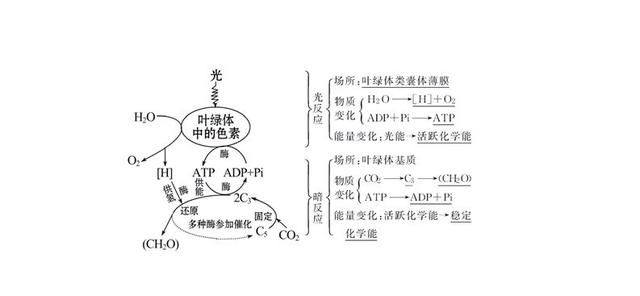 初中生物心脏知识点总结图1