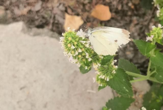 广防风是藿香吗,广藿香干燥药材图2