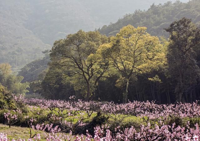 桃花源中渔人是个怎样的人?写渔人有怎样的作用?图3