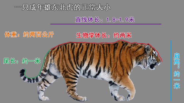 为什么说东北虎是最大的猫科动物图15