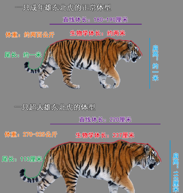 为什么说东北虎是最大的猫科动物图16