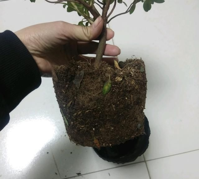 纯椰糠种植的杜鹃花回家怎么换盆图4