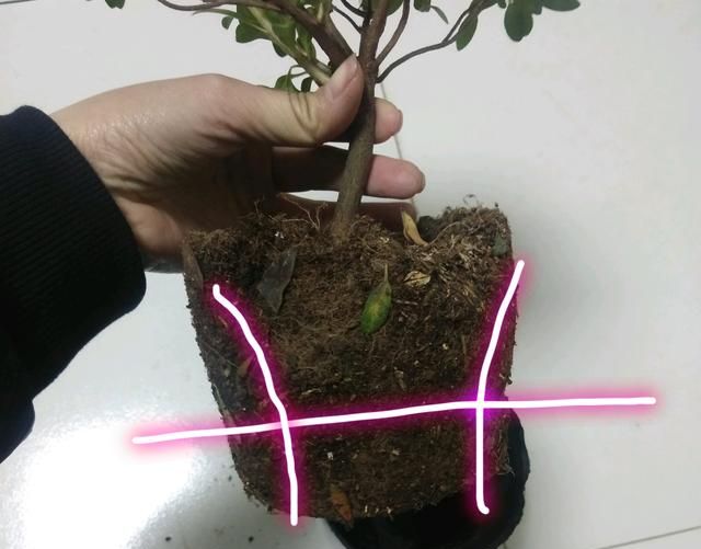 纯椰糠种植的杜鹃花回家怎么换盆图6