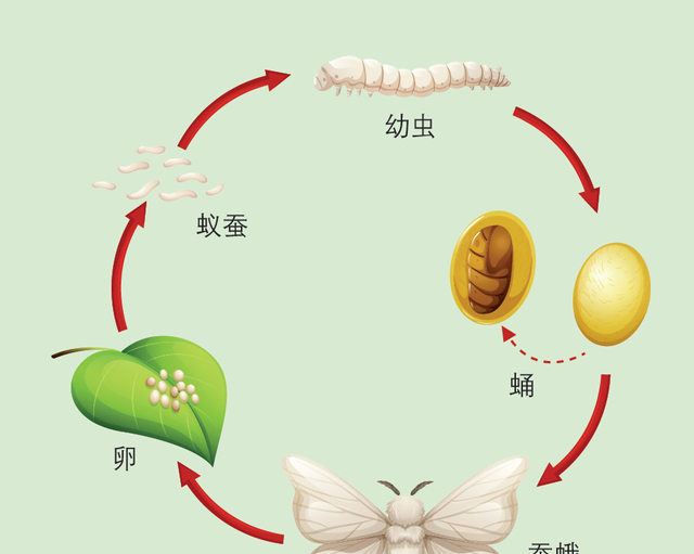 蚕为什么只吃桑叶不吃桑葚(为什么有的桑葚叶子蚕不喜欢吃)图1