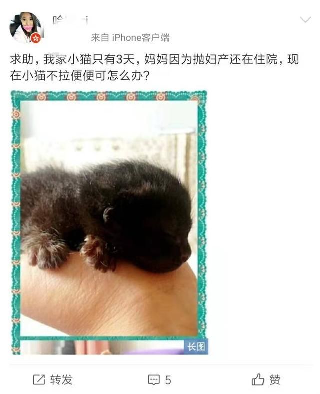 猫咪不拉便便怎么办?三个小妙招教您如何解决图4