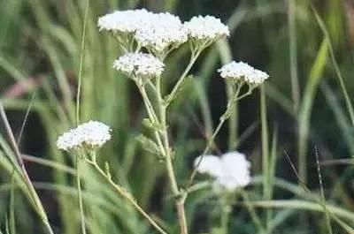 100种花的花语太全了值得收藏图100