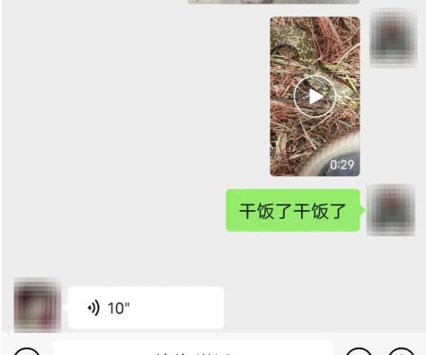 男子捕蛇尝鲜并向朋友炫耀图2