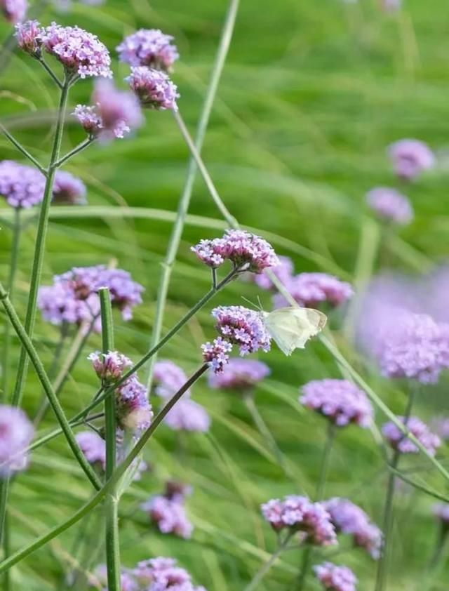 看满园美丽的花海景点打卡(最全赏花景点等您打卡)图8