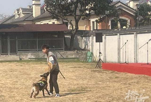 小奶狗警犬的一般训练分为三部分图7