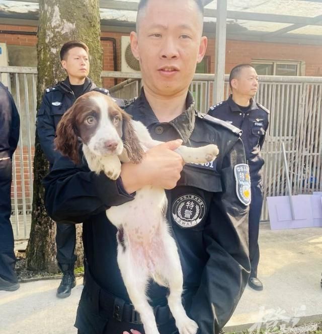 小奶狗警犬的一般训练分为三部分图9