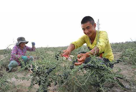 碱地适合种什么植物图2