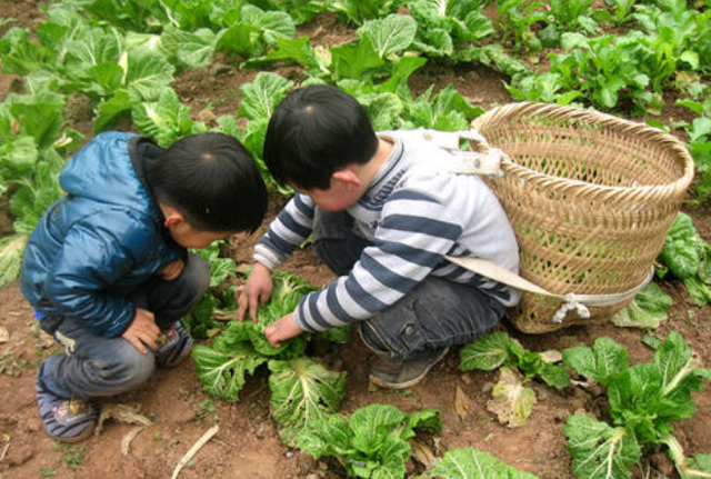 冬天青菜长虫怎么打农药图7