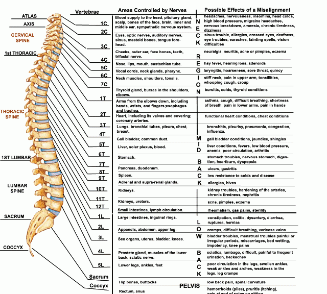 脊髓的解剖概要,脊髓的血管解剖图2