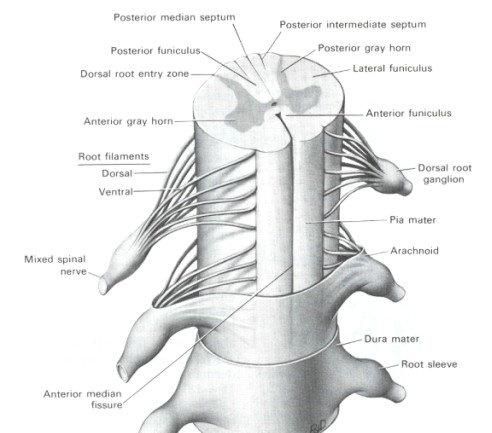 脊髓的解剖概要,脊髓的血管解剖图3