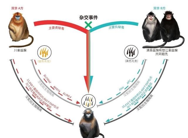 我国科学家揭开黔金丝猴起源之谜的秘密图2