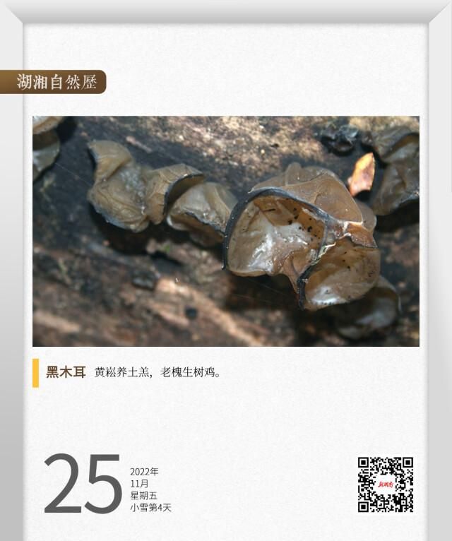 湖湘自然历丨草蕈常珍⑨古名“树鸡”，韩愈称之为“龙耳”图1