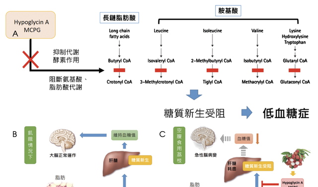 关于荔枝的冷知识别怪我没提醒你图10