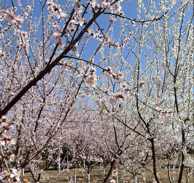 春天盛开的十一种花你知道是什么花吗英语图4