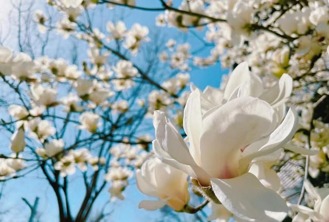 春天盛开的十一种花你知道是什么花吗英语图9