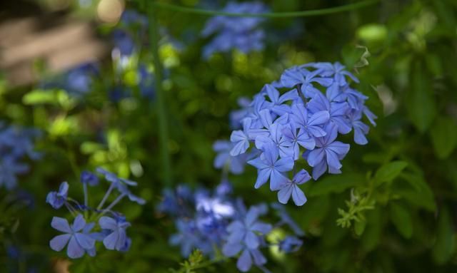 蓝雪花怎样养爆盆(夏天养蓝雪花如何才能开花不断)图9