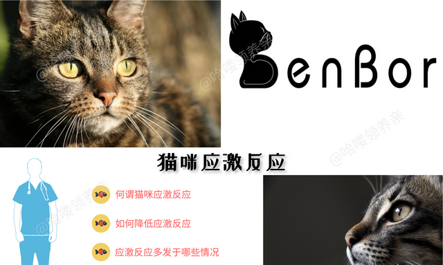 什么情况下会引起猫咪应激反应图2