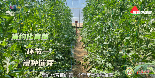 设施西瓜如何实现高效栽培,高级农艺师西瓜整枝种植技术图1