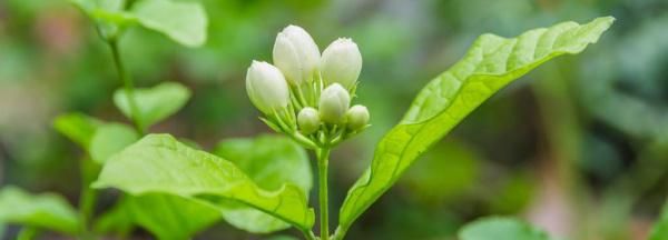 茉莉花只长叶子不长花苞怎么办(茉莉花修剪后不长叶子怎么回事)图1