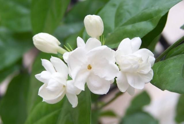 茉莉花只长叶子不长花苞怎么办(茉莉花修剪后不长叶子怎么回事)图3