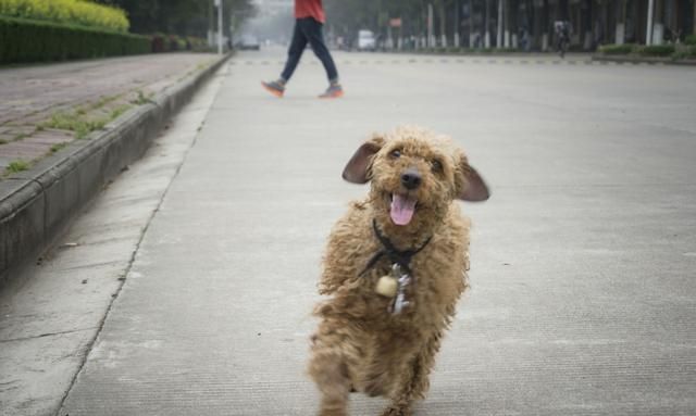 狗狗肠胃生病各种症状以及疗法,狗狗胃肿胀是什么原因引起的图7