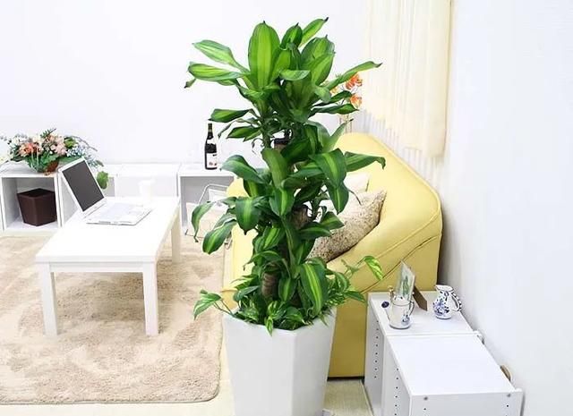 水培植物巴西木怎样养护图9