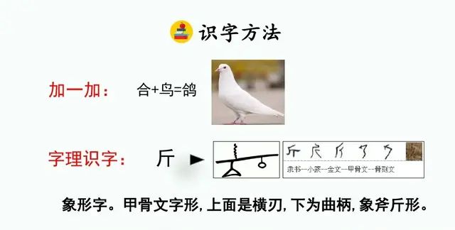 四年级下册语文第六课《飞向蓝天的恐龙》讲解图15