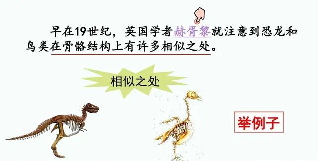 四年级下册语文第六课《飞向蓝天的恐龙》讲解图36