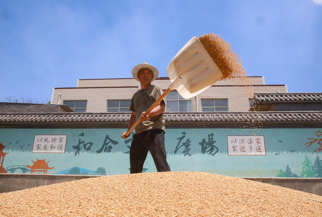 麦子地是什么意思,平房装修卧室地毯推荐什么图7