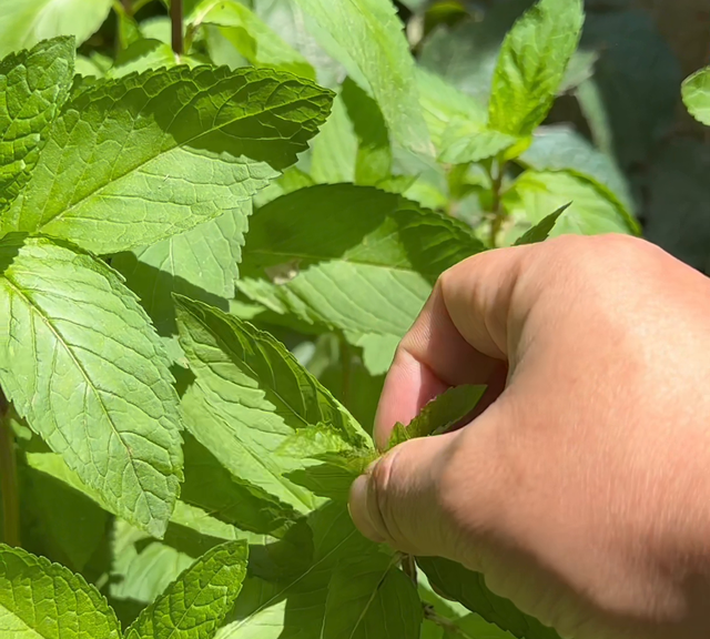 薄荷泡茶的做法(夏天熟普洱可以和什么一起冲泡)图1