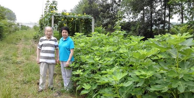 采摘无花果,采摘无花果专用神器图1