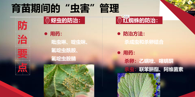 草莓育苗期病虫害防治,草莓虫害药可以一起用吗图5