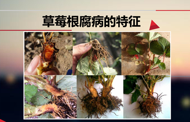 草莓育苗期病虫害防治,草莓虫害药可以一起用吗图7