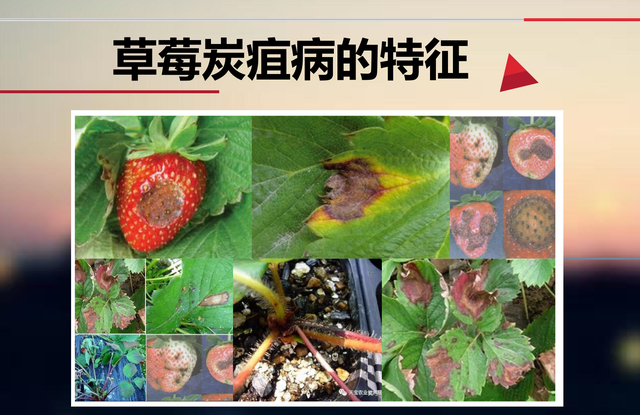 草莓育苗期病虫害防治,草莓虫害药可以一起用吗图9